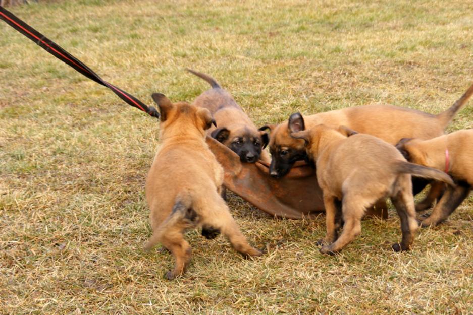 catei Malinois cu pedigree - Pret | Preturi catei Malinois cu pedigree