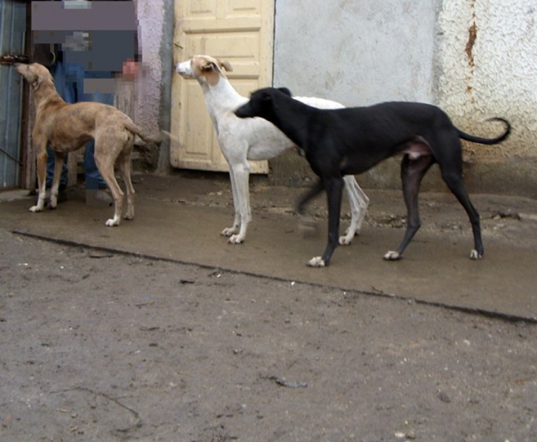 vand ogari adulti greyhound 11luni - Pret | Preturi vand ogari adulti greyhound 11luni