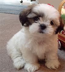 Van puiuti  Shih Tzu - Pret | Preturi Van puiuti  Shih Tzu