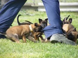 Vand pui malinois - Pret | Preturi Vand pui malinois