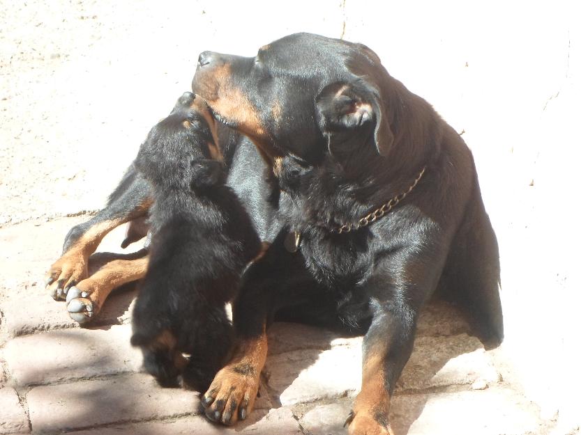 Vand pui rottweiler - Pret | Preturi Vand pui rottweiler