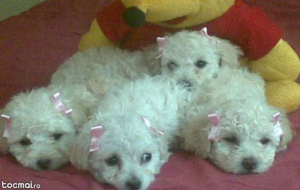 Puiuti bichon toy/miniaturali 3-4kg la maturitate - Pret | Preturi Puiuti bichon toy/miniaturali 3-4kg la maturitate