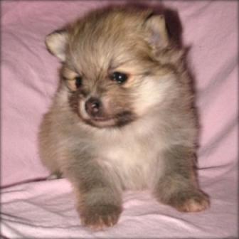 Oferta Pomeranian - Pret | Preturi Oferta Pomeranian