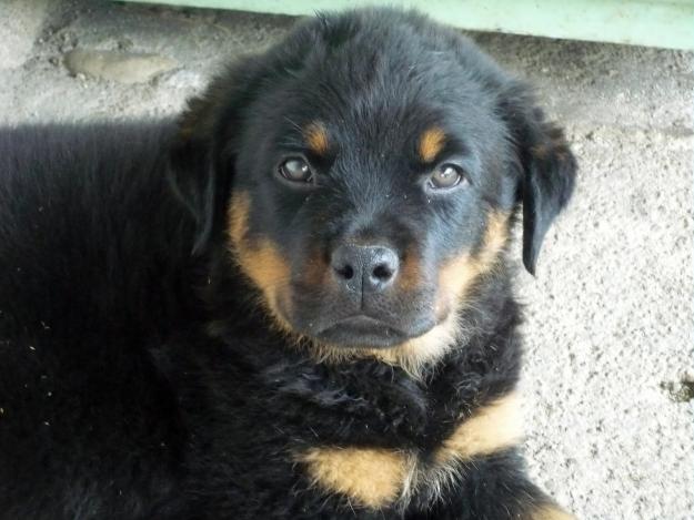 Pui rottweiler - Pret | Preturi Pui rottweiler