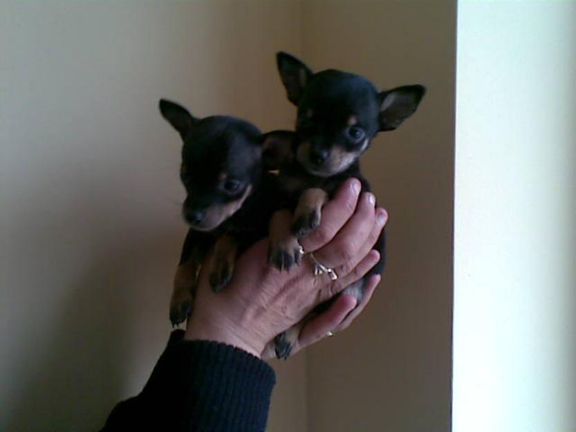 Oferta Pinscher Pitic - Pret | Preturi Oferta Pinscher Pitic