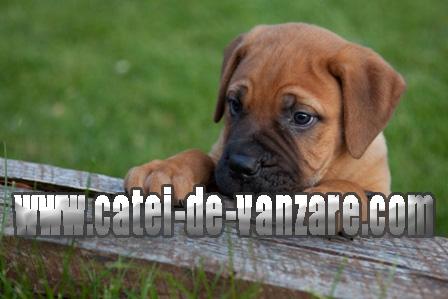 Bullmastiff de Vanzare - Pret | Preturi Bullmastiff de Vanzare