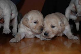 CAINI DE VANZARE GOLDEN RETRIEVER - Pret | Preturi CAINI DE VANZARE GOLDEN RETRIEVER