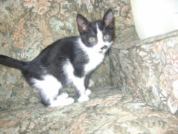 Luana, pisicuta neagra cu alb ,2 luni, vaccinata polivalent - Pret | Preturi Luana, pisicuta neagra cu alb ,2 luni, vaccinata polivalent