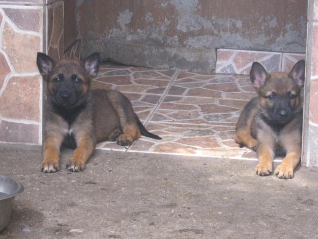 Pui ciobanesc malinois - Pret | Preturi Pui ciobanesc malinois