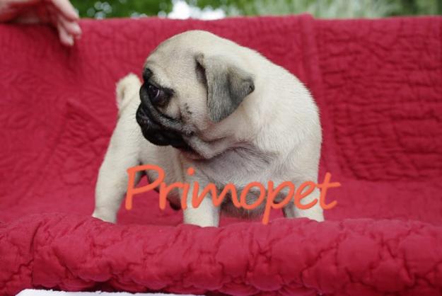 De Vanzare Mops-Pug-Carlino - Pret | Preturi De Vanzare Mops-Pug-Carlino