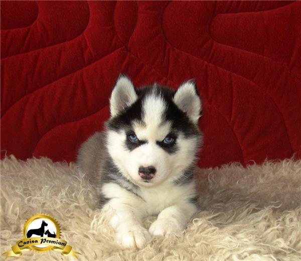 Puiuti Husky Siberian de vanzare - Pret | Preturi Puiuti Husky Siberian de vanzare