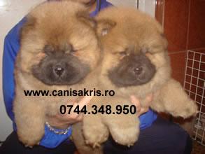 chow chow si shar pei pui deosebiti!!!! - Pret | Preturi chow chow si shar pei pui deosebiti!!!!