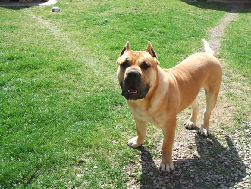 Vand Pui Presa Canario cu sau fara Pedigree - Pret | Preturi Vand Pui Presa Canario cu sau fara Pedigree